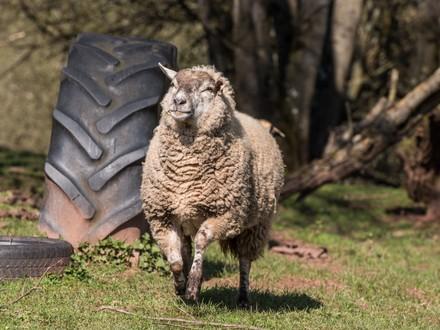 Sheep