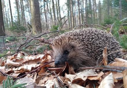 Hedgehog in the undergrowth