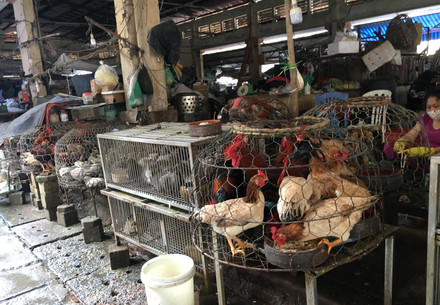 Live animal market