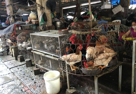 Live animal markets