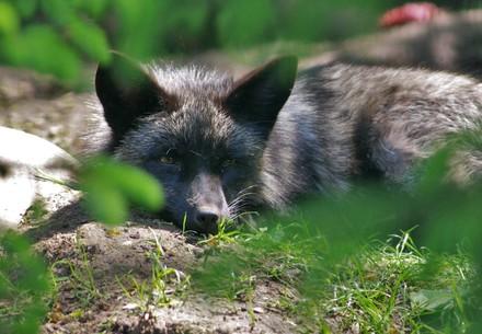 Rescued fox