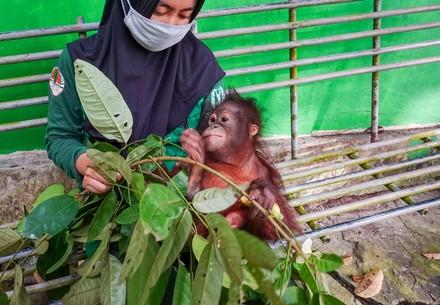 Rescue Orangutan Damai Orphan Damai arrives at the ORANGUTAN FOREST SCHOOL