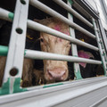 Cattle on a truck Cattle on a truck