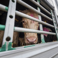 Cattle on a truck Cattle on a truck