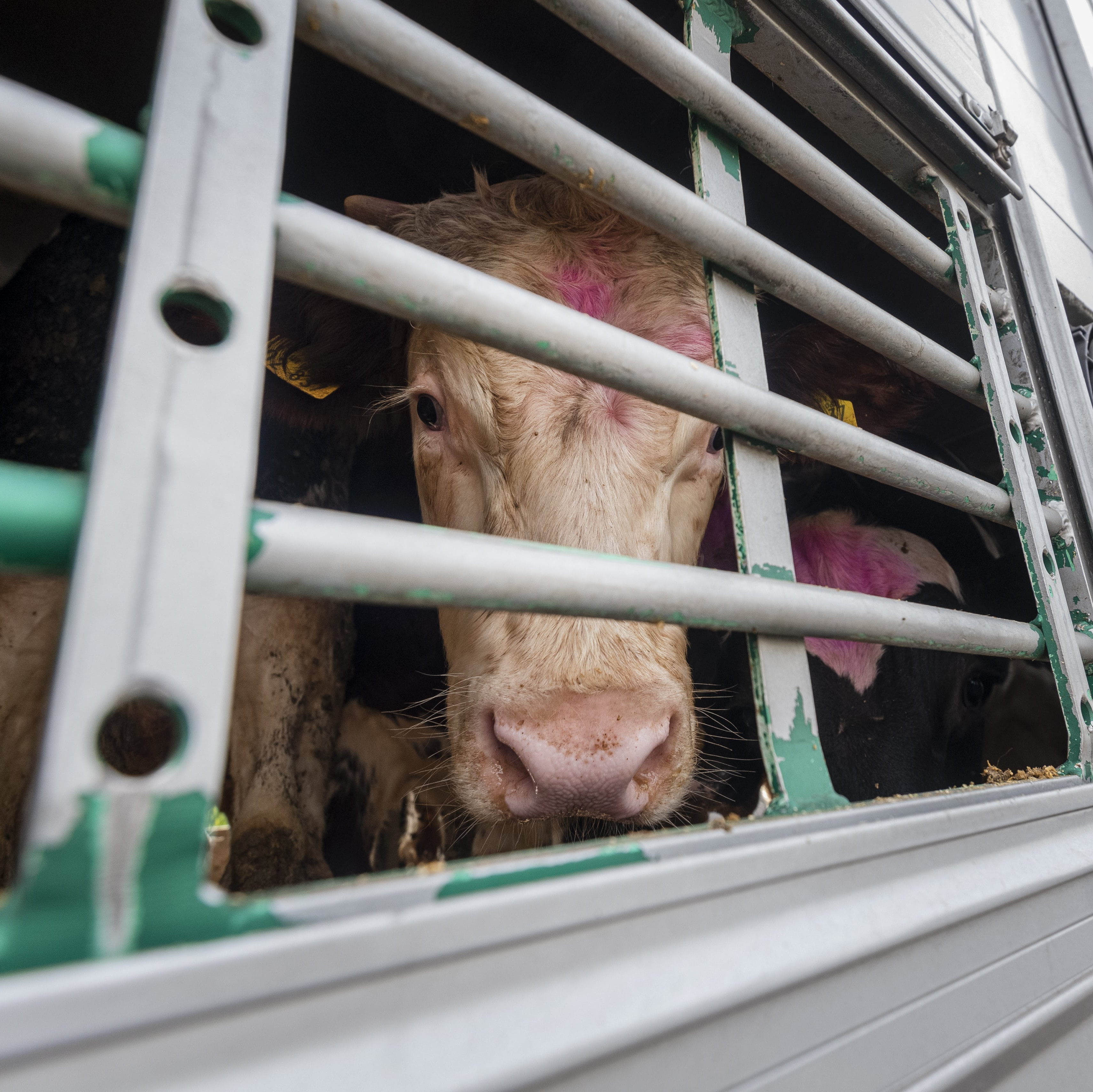 Cattle on a truck Cattle on a truck