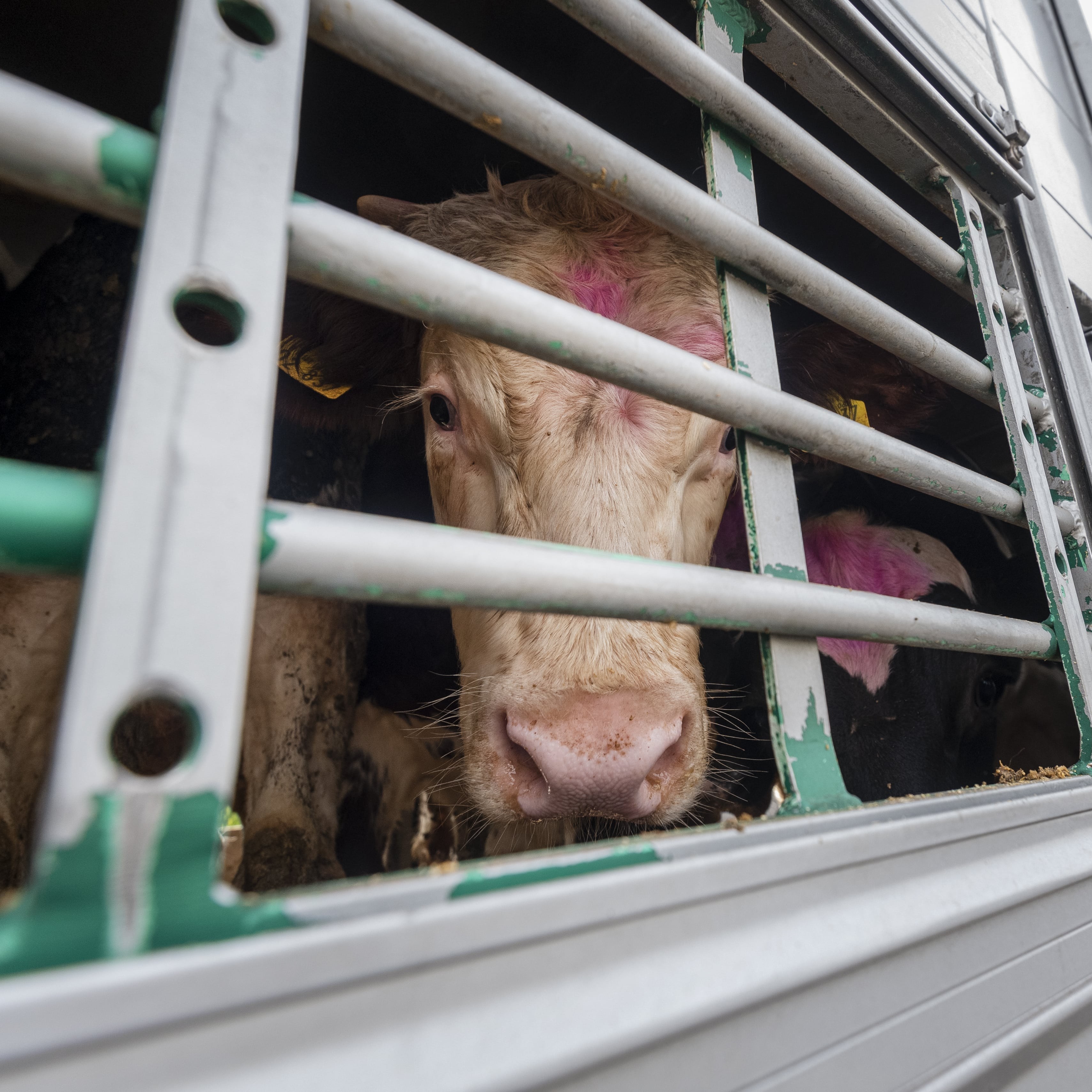 Cattle on a truck Cattle on a truck
