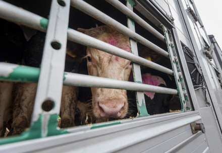 Q&A's Live Animal Transport Cow being transported