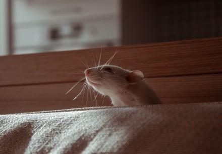 Appropriate nutrition for pet rats