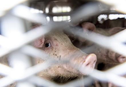 Pig in truck