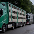 Live Animal Transport Live Animal Transport