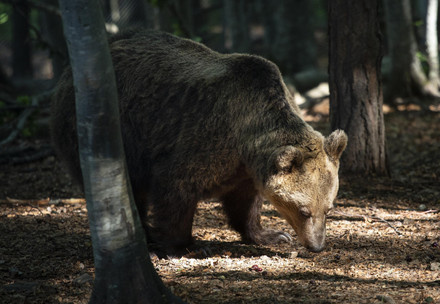Gallery: Autumn in Our Sanctuaries Bear at BEAR SANCTUARY Belitsa