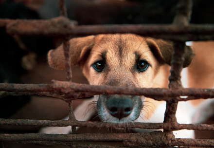 Dog in a cage at a slaughterhouse