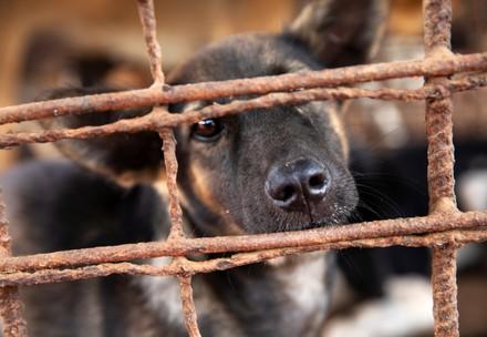 Rescue Dog Rashi Rescue Dog Rashi