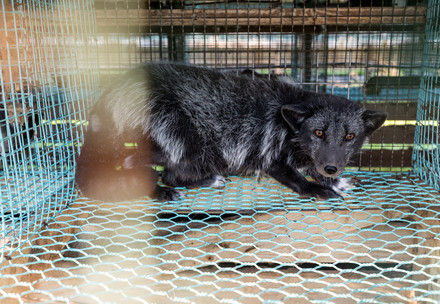Fox at a fur furm