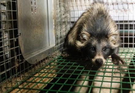 Raccoon dog in Finland