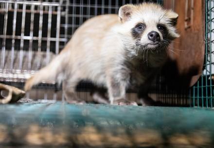 The Truth about Fur