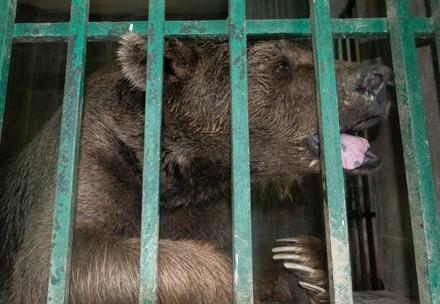 FOUR PAWS supports rescue of over 30 zoo animals in Pakistan