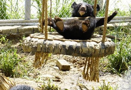 Bear cub Nara working on her balance Bear cub Nara in the enclosure at BEAR SANCTUARY Ninh Binh