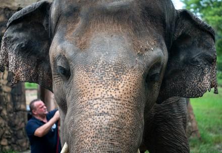 Elephant Kaavan