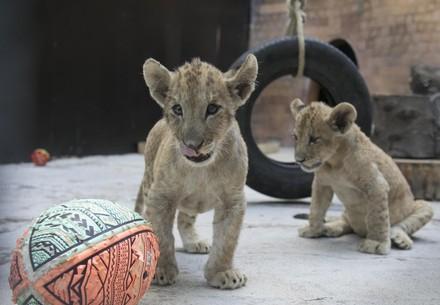 Lion cubs in zoo