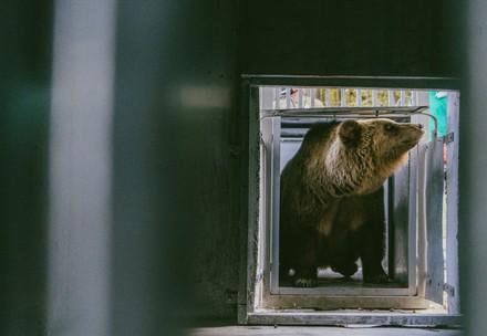 Rescue bears Leo and Melanka