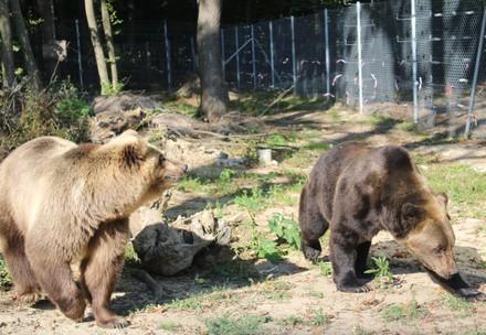 Rescue Bears Leo and Melanka Rescue Bears Leo and Melanka