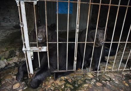 Rescue Bears Frol and Frosia Rescue Bears Frol and Frosia