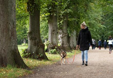 Dog on leash