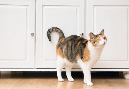 Cat with green eyes