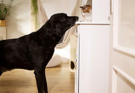 Dog and cat