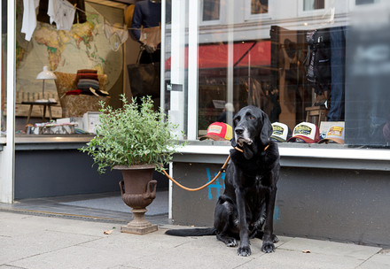 Dog tied up outside of a shop