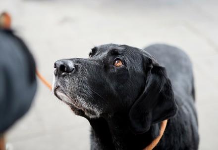Foster dog
