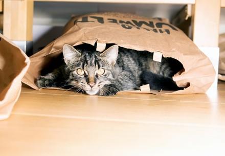 Lying cat