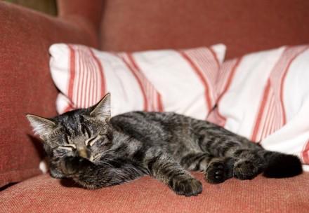 Lying cat