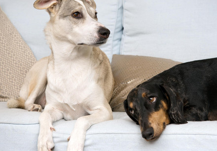 Dogs