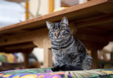 Cat inside a house