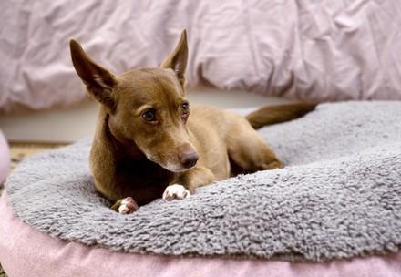Dog at home in cosy bed