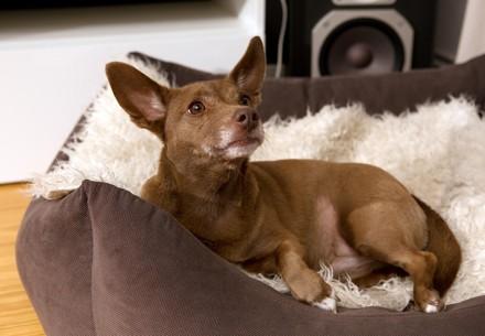 Dog laying in bed