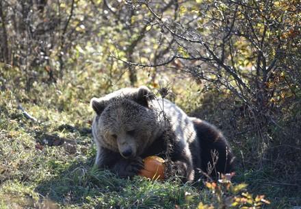 Happy Halloween at Our Sanctuaries Bear Ema at BEAR SANCTUARY Prishtina