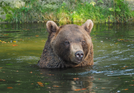 Bear swimming with his head over the water