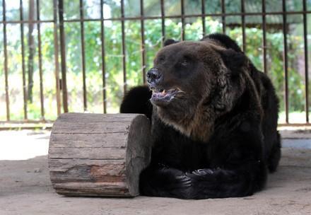 Rescue Bear Martha Bear Martha