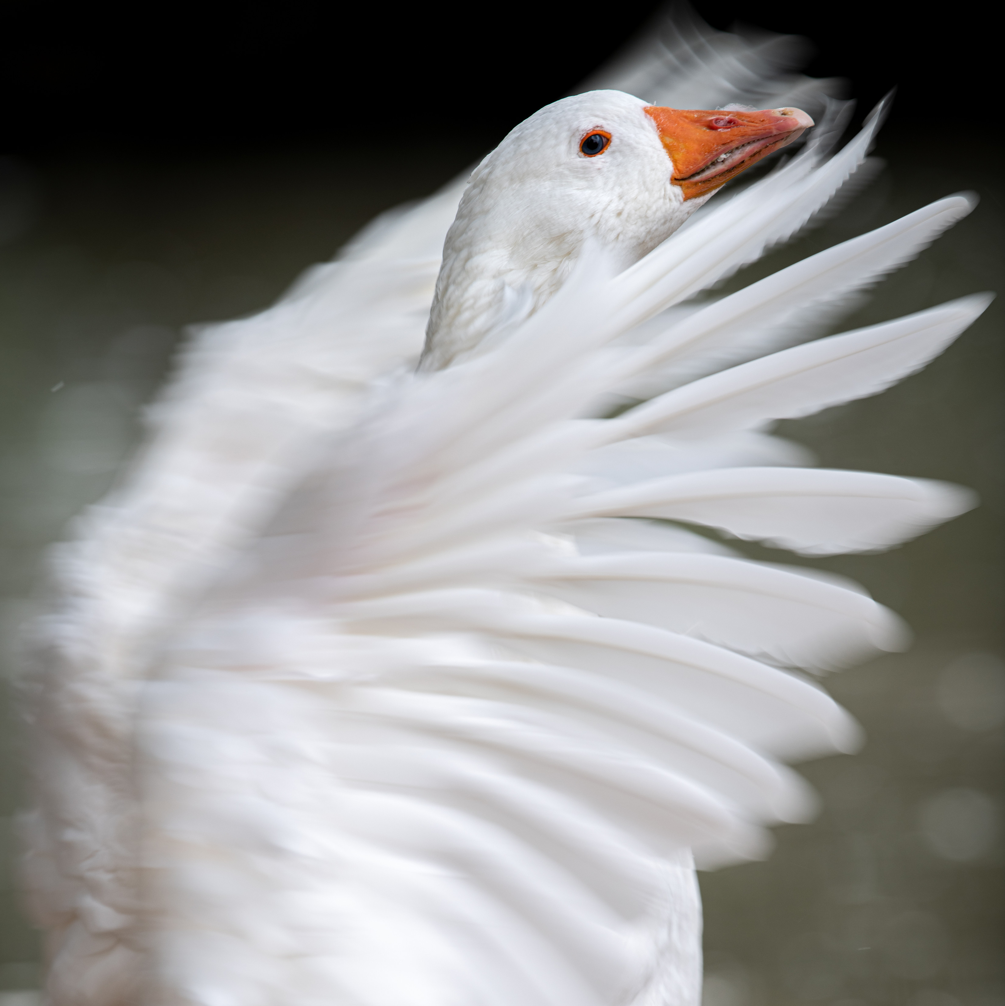 Goose with amputated wings