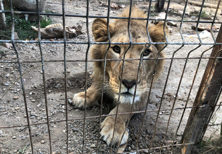 Lion Simba