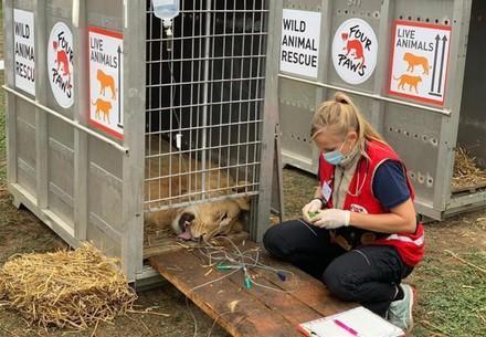 Seven lions rescued from dangerous breeding and keeping conditions in Romania