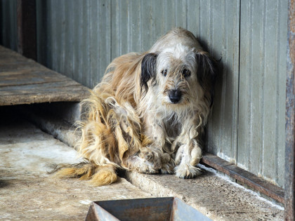 Stray dog sitting next to a wall