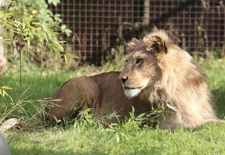 Rescue Seven Romanian Lions Rescue Seven Romanian Lions