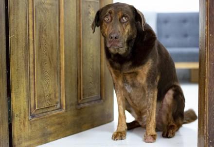 Scared dog