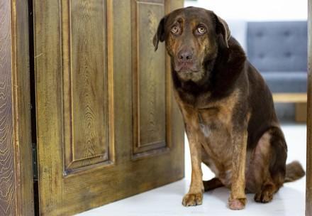Dog