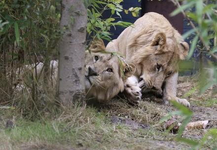 Vincent & Roman at FELIDA Big Cat Sanctuary
