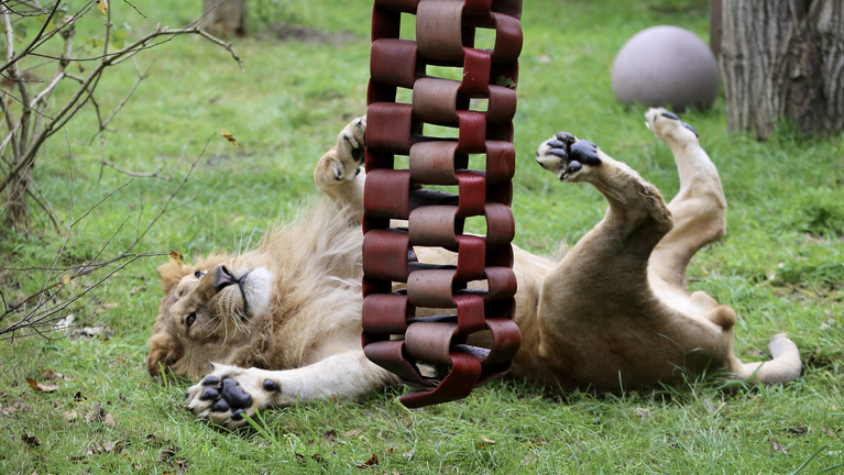 Lion Simba playing at FELIDA Big Cat Sanctuary